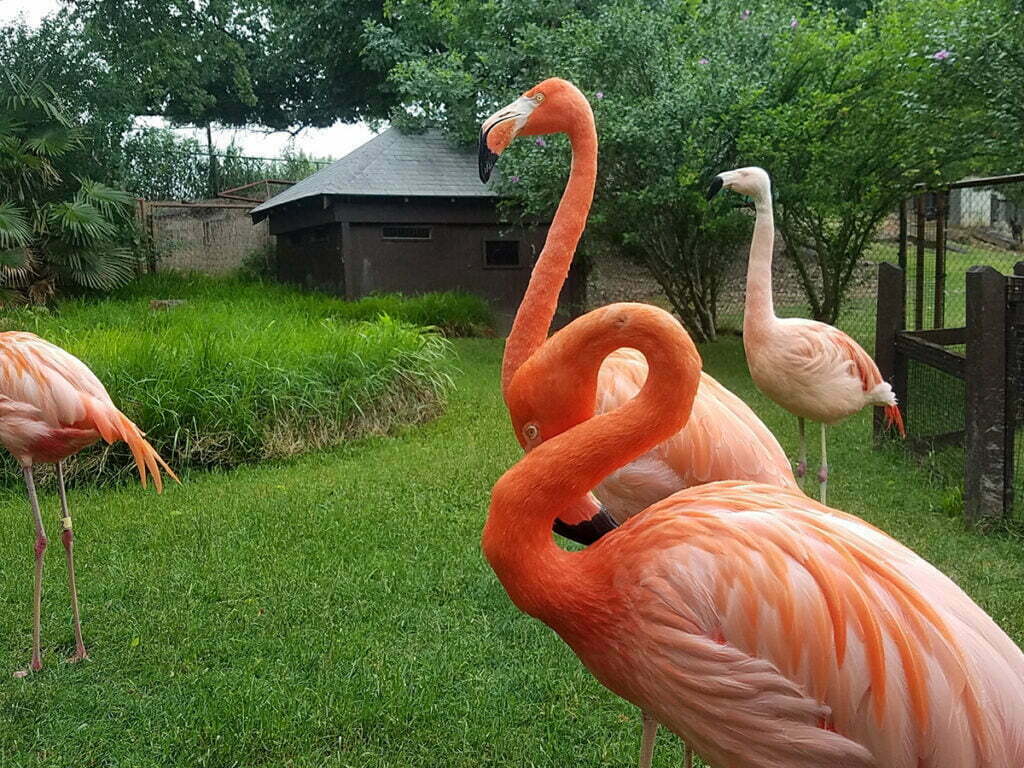 Gainesville, TX 4 Garage Door Repair Sherman, TX