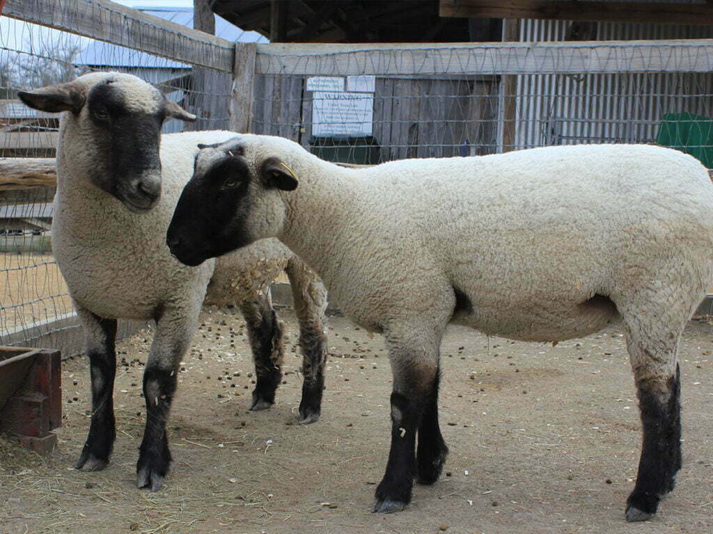Plano, TX 4 Garage Door Repair Sherman, TX