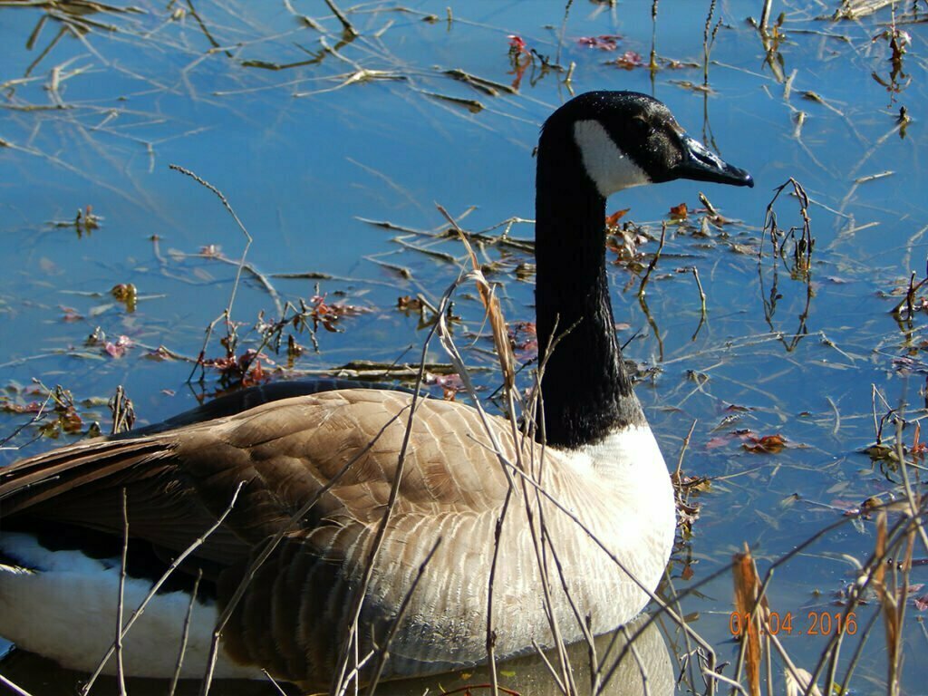 Garage Door Repair Sherman, TX